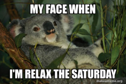 Laid Back Koala