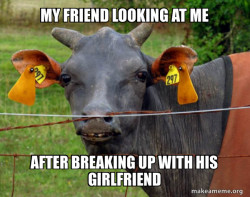 Hairless Cow