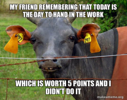 Hairless Cow