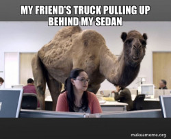 Hump Day Camel