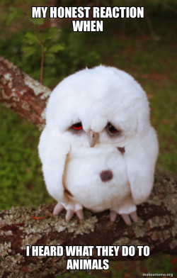 Sad Owl