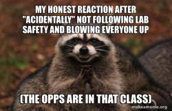 Evil Plotting Raccoon