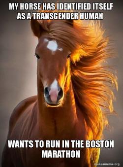 Ridiculously photogenic horse