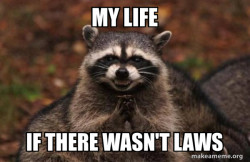 Evil Plotting Raccoon