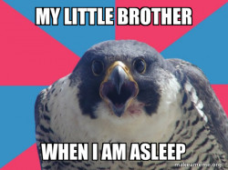 Millennial Falcon