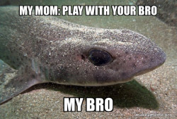 Dirty Joke Dogfish