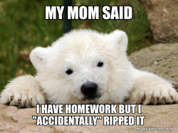 Popular Opinion Bear