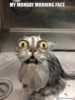 Cat bath
