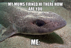 Dirty Joke Dogfish