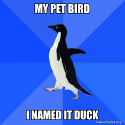 Socially Awkward duck bird thing