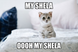 Cute Kitten