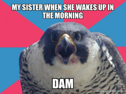 Millennial Falcon