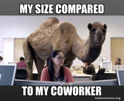 Hump Day Camel