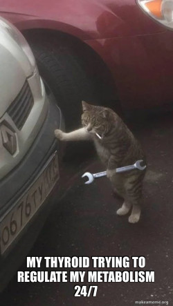 Mechanic Cat