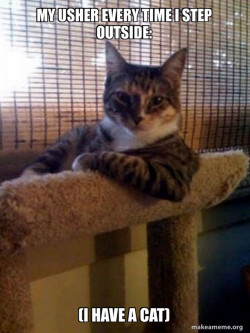 The Most Interesting Cat in the World