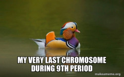Fashionable Advice Mallard