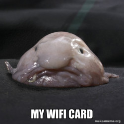 Blobfish