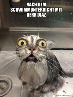 Cat bath