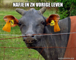 Hairless Cow