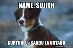 Unsure Dog