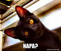Overly Attached Cat