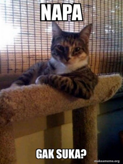 The Most Interesting Cat in the World