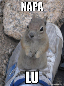 Standover Squirrel
