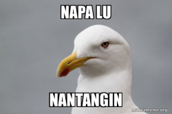 Stuff That Didn't Happen Seagull