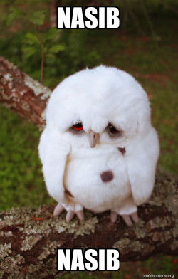 Sad Owl