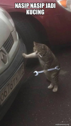 Mechanic Cat