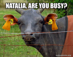 Hairless Cow