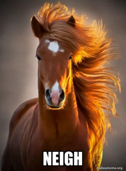 Ridiculously photogenic horse