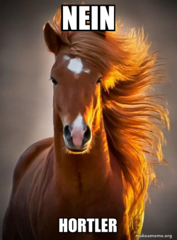 Ridiculously photogenic horse
