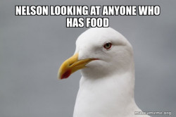 Stuff That Didn't Happen Seagull