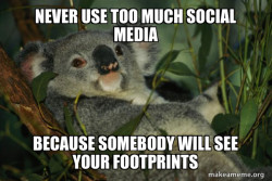Laid Back Koala
