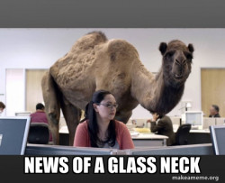 Hump Day Camel