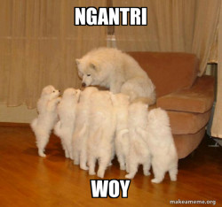 Storytelling Dog