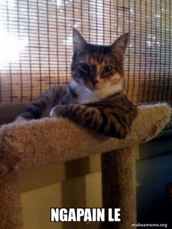 The Most Interesting Cat in the World