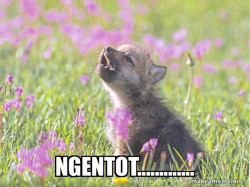 Baby Insanity Wolf
