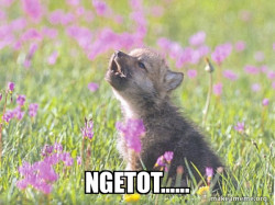 Baby Insanity Wolf
