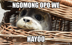Impending cat meme