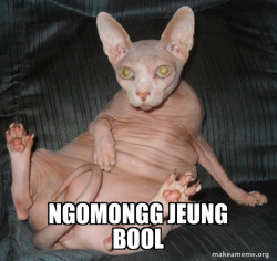 Hairless Cat