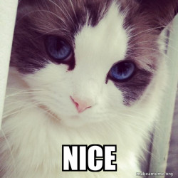 Ridiculously Photogenic Cat