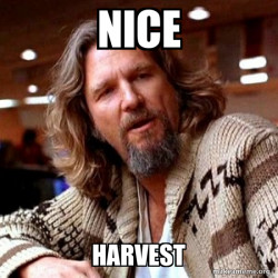 Big Lebowski nice harvest