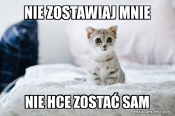 Cute Kitten