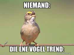 Common Opinion Sparrow