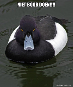 Revenge Duck ( Angry Advice Duck )