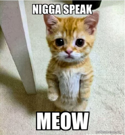 Cute Cat Standing