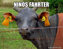 Hairless Cow