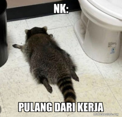 Drunk Raccoon